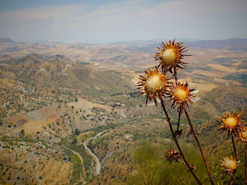 Avenew 888 Loom โ View 4