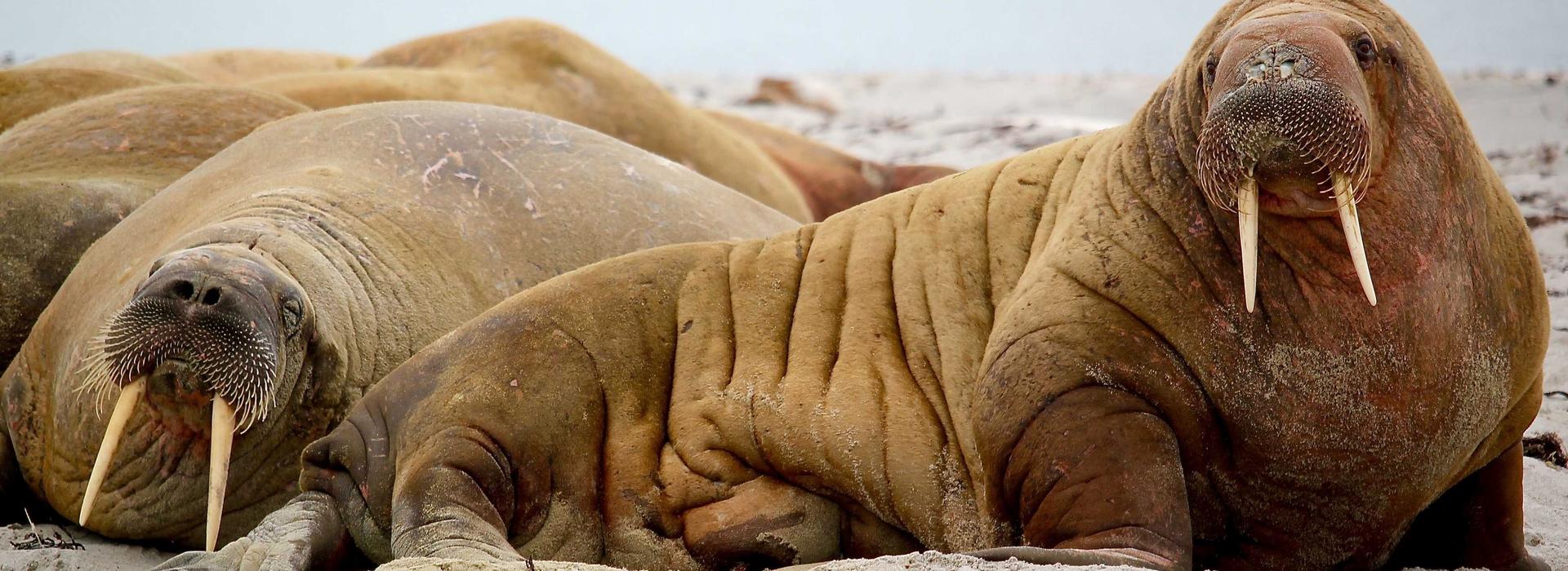 Crystal Tower by VHS by VHS Real Estate