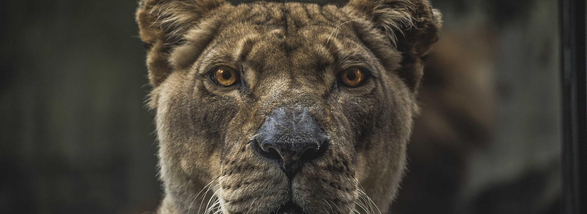 Fior 1 by Emaar Properties