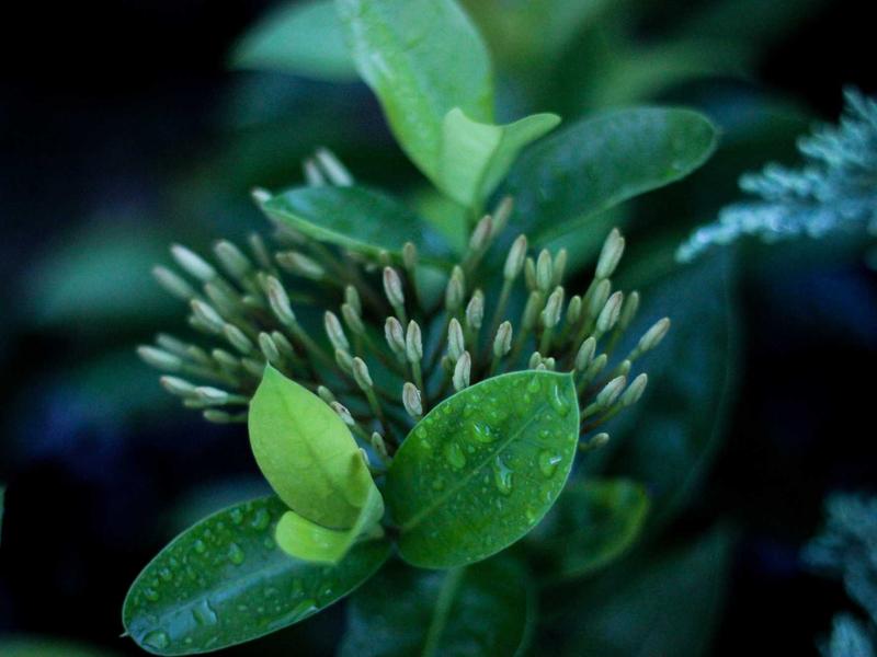 Sobha One โ View 3